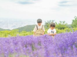 札幌 子ども ラベンダー畑