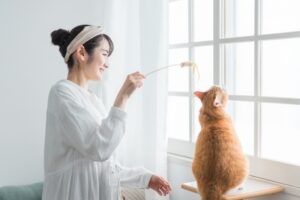 猫と遊ぶ