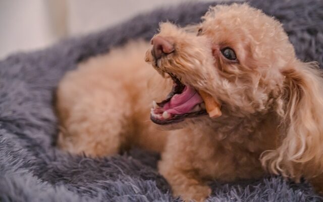 飼い犬 噛んだとき